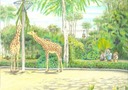 giraffelowres_659